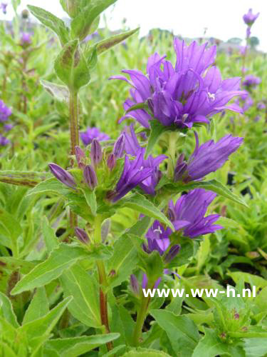 Campanula glomerata